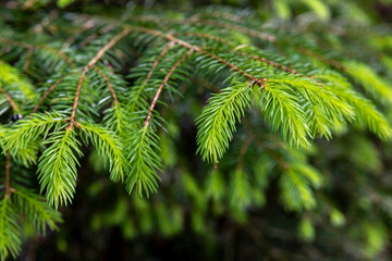 young rich green needles of spruce branches in a dark forest in Europe
