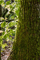 a tree trunk overgrown with green moss somewhere in the forest
