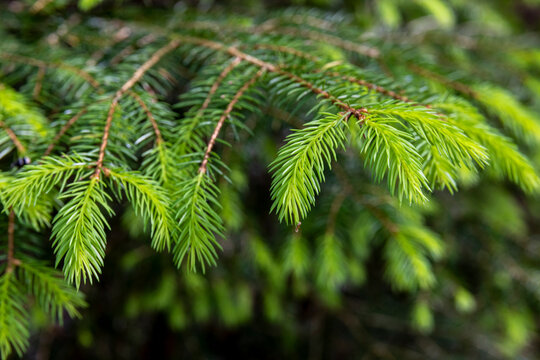 young rich green needles of spruce branches in a dark forest in Europe
