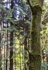 a tree trunk overgrown with green moss somewhere in the forest
