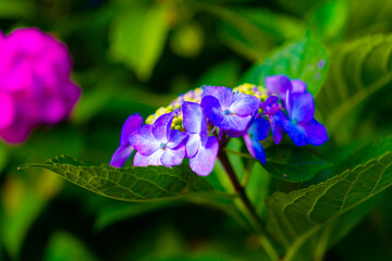紫陽花