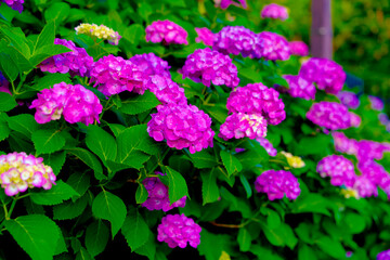 紫陽花