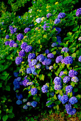 紫陽花