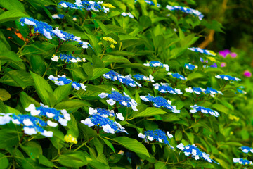 紫陽花