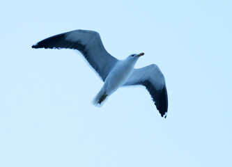Uma linda e grande gaivota sobrevoando o céu da praia de Cordeirinho - Maricá - RJ