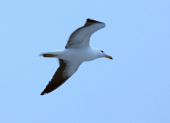 Uma linda e grande gaivota sobrevoando o céu da praia de Cordeirinho - Maricá - RJ