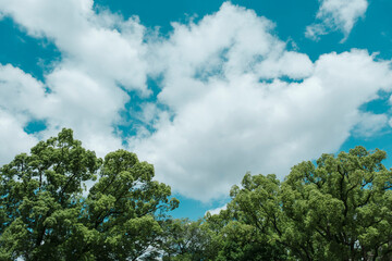 夏の青空と雲　並木道