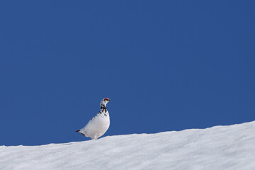 立山の雷鳥