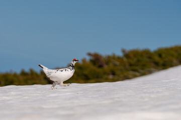 立山の雷鳥