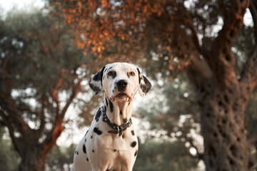 A poised Dalmatian sits attentively in an olive grove, its distinctive spots highlighted by the...
