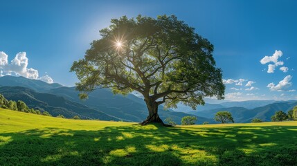 Beautiful large tree in a lush green field under a clear blue sky with mountains in the background and sunshine filtering through the branches.