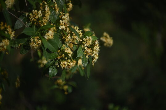 The tembusu tree with its flowers in the sunlight