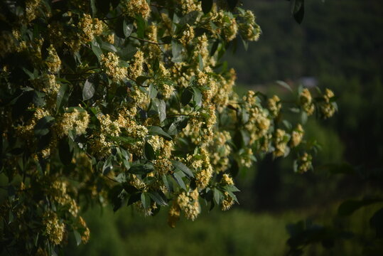 The tembusu tree with its flowers in the sunlight