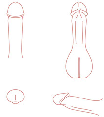 男性生殖器の説明図　医療