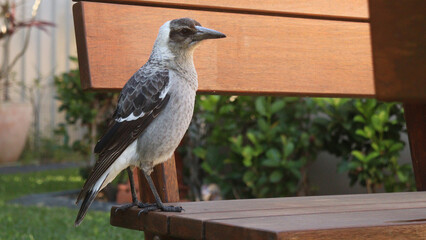 Baby Magpie bird Australia in a garden
