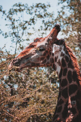 Giraffe Eating Acacia Leaves Kruger National Park South Africa