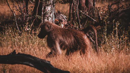 Baboon Wandering in Zimbabwean Forest