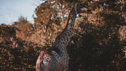 Giraffe Amidst Lush Zimbabwean Vegetation