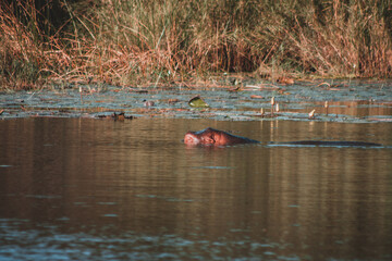 Hippo Surfacing in Tranquil Waters of Kruger