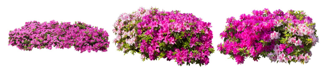 ピンクツツジサツキ樹木切り抜きセット透過PNG背景白