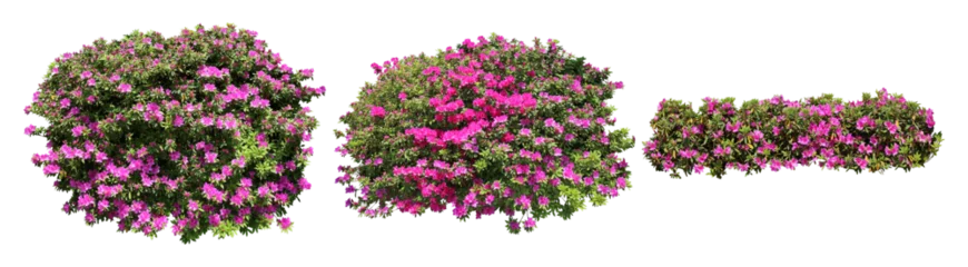 Gordijnen Azalea ピンクツツジサツキ樹木切り抜きセット透過PNG背景白  © SOZAIYA
