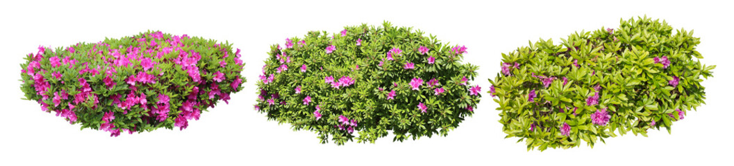 Fototapeta premium ピンクツツジサツキ樹木切り抜きセット透過PNG背景白