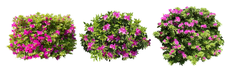 ピンクツツジサツキ樹木切り抜きセット透過PNG背景白