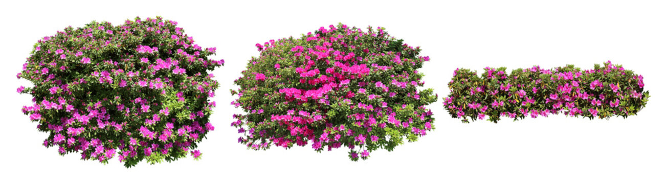 ピンクツツジサツキ樹木切り抜きセット透過PNG背景白