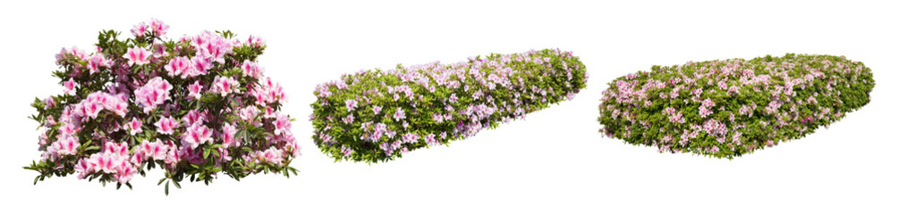 ピンクツツジサツキ樹木切り抜きセット透過PNG背景白