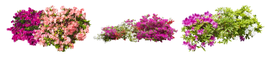 Wanddecoratie Azalea ツツジサツキ樹木切り抜きセット透過PNG背景白  © SOZAIYA
