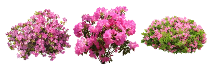 Fotobehang Azalea ツツジサツキ樹木切り抜きセット透過PNG背景白  © SOZAIYA