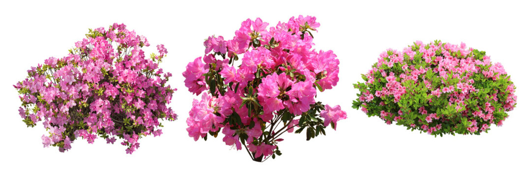 ツツジ Images – Browse 26,021 Stock Photos, Vectors, and Video