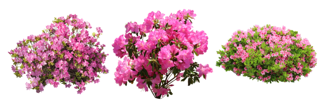 ツツジサツキ樹木切り抜きセット透過PNG背景白