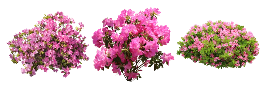 360_F_839813502_4px1v9bYyJD1bm