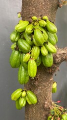 Bilimbi on The tree. Raw and green. Focus selected