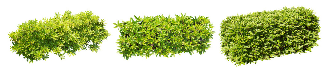 ツツジサツキ花なし樹木切り抜きセット透過PNG背景白