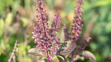 Obraz premium purple basil in the garden