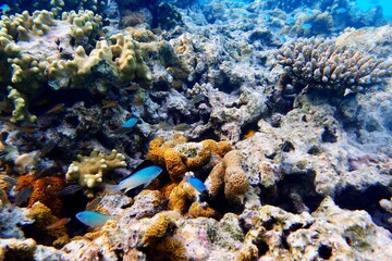 Coral reef in the Maldives sea