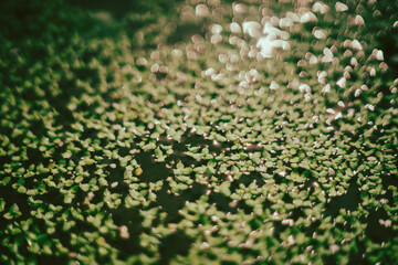 Fish and aquarists often raise Lemna minor to shade outdoor tanks and keep the tank's temperature stable. In winter, Eating snails will not cause digestive diseases. Controlling and raising water hyac