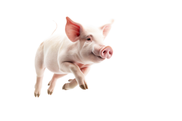 a heavy weight PNG pig jumping  isolate transparent background