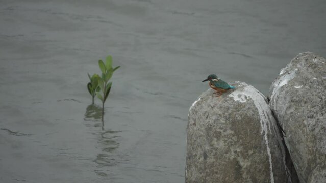  Common Kingfishers Peached on Rock Looking Around, Taipei Wildlife scene