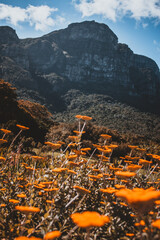 Scenic Beauty Blooming Wildflowers and Mountain Landscape in South Africa