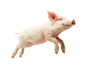 a heavy weight PNG pig jumping  isolate transparent background