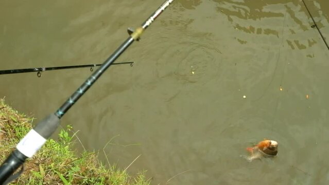 Pomfret fishing in the river. Hobby fishing. One pomfret caught by a fishing hook