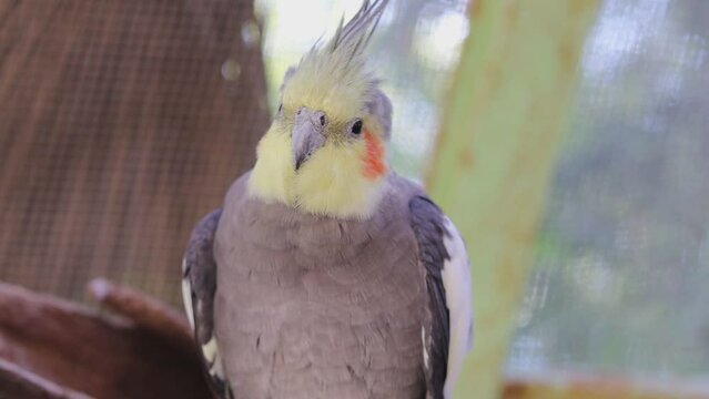 A cockatiel perched on a branch, looking around and moving its head