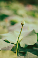 Fototapeta premium . Nelumbo nucifera can withstand cold to zone 5 according,sepals of both Nelumbo nucifera have been widely depicted as architectural forms in places