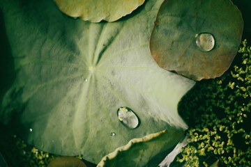 Nelumbo nucifera is rare or extinct in Africa but thrives in southern Asia,Nelumbo nucifera grown, with flower Nelumbo nucifera colors ranging from snow white to yellow or light pink