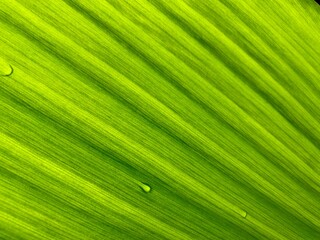 close up of banana green leaf
