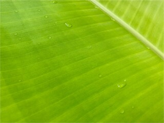 green leaf with water drops