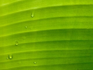 green leaf with water drops